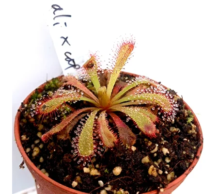 Drosera aliciae Giant rosette x capensis Large form, Dr. Eberhard Koenig cl.2