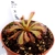 Drosera aliciae Giant rosette x capensis Large f..