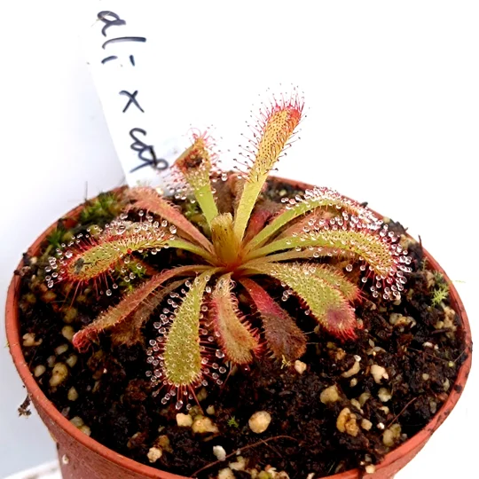 Drosera aliciae Giant rosette x capensis Large form, Dr. Eberhard Koenig cl.2