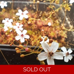 Drosera allantostigma, ..