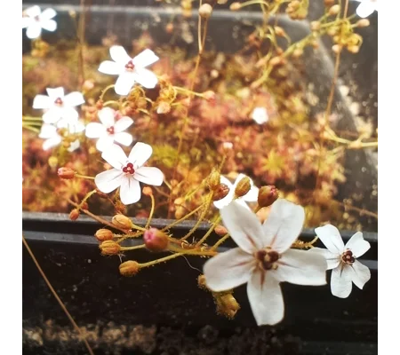 Drosera allantostigma, 10+ gemmae
