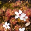 Drosera allantostigma, 10+ gemmae