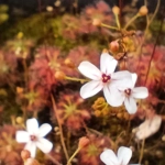 Drosera allantostigma, 10+ gemmae