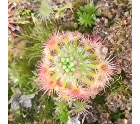 Drosera allantostigma x leucoblasta, 10+ gemmae
