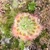 Drosera allantostigma x leucoblasta, 10+ gemmae