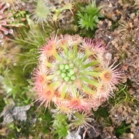 Drosera allantostigma x leucoblasta, 10+ gemmae