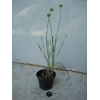 Allium ericetorum, 30 seeds