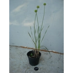 Allium ericetorum, 30 seeds