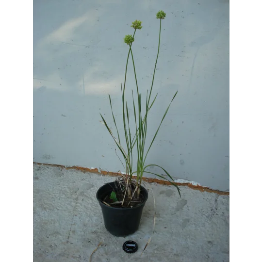Allium ericetorum, 30 seeds
