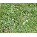 Allium ericetorum, 30 seeds