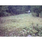 Allium ericetorum, 30 seeds