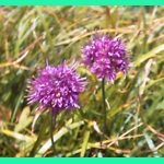 Allium kermesinum, 20 seeds