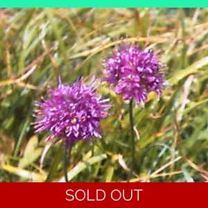 Allium kermesinum, 20 seeds