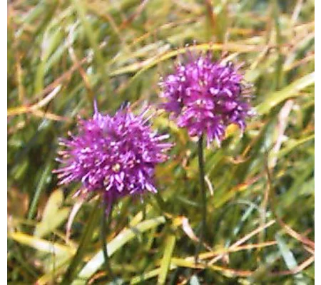 Allium kermesinum, 20 seeds