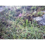 Allium kermesinum, 20 seeds