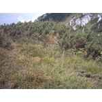 Allium kermesinum, 20 seeds