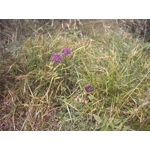 Allium kermesinum, 20 seeds