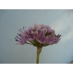 Allium lusitanicum, 30 seeds