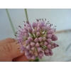Allium lusitanicum, 30 seeds
