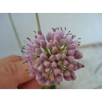 Allium lusitanicum, 30 seeds