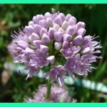 Allium lusitanicum, 30 seeds