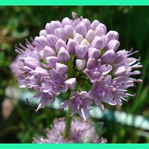 Allium lusitanicum, 30 seeds