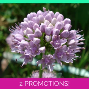 Allium lusitanicum, 30 seeds