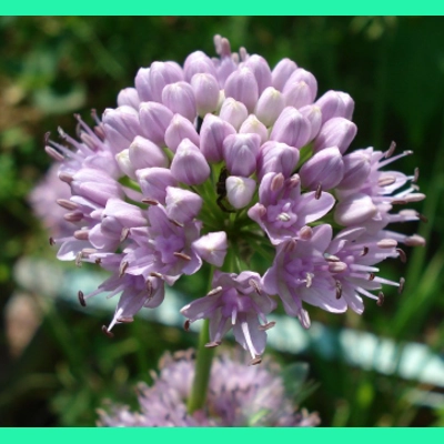 Allium lusitanicum, 30 seeds