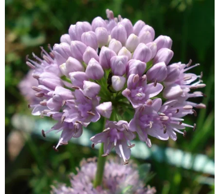 Allium lusitanicum, 30 seeds
