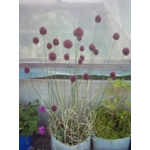 Allium sphaerocephalon, 20 seeds