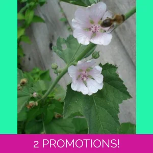 Althaea officinalis, 50 seeds