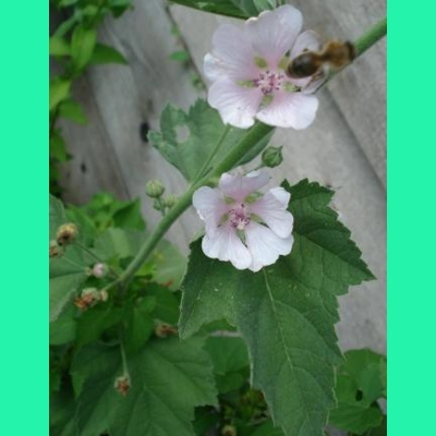 Althaea officinalis, 50 seeds