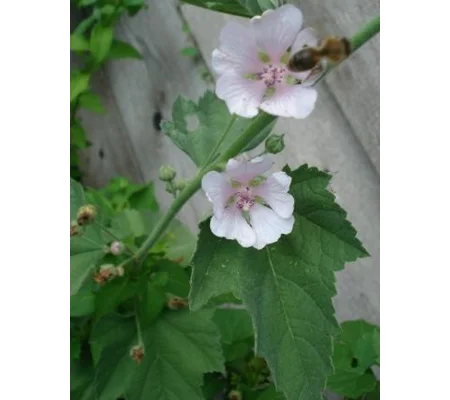 Althaea officinalis, 50 seeds