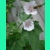 Althaea officinalis, 50 seeds