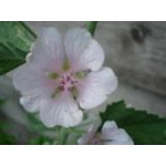 Althaea officinalis, 50 seeds