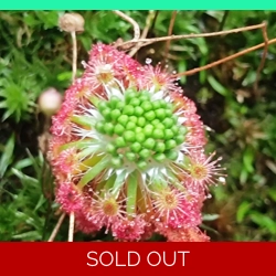 Drosera androsacea, 10+ gemmae