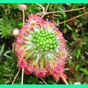 Drosera androsacea, 10+ gemmae