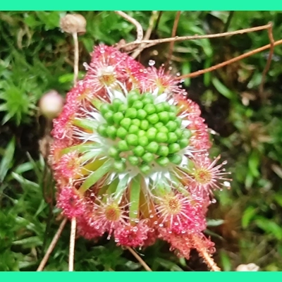 Drosera androsacea, 10+ gemmae