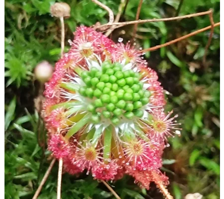 Drosera androsacea, 10+ gemmae