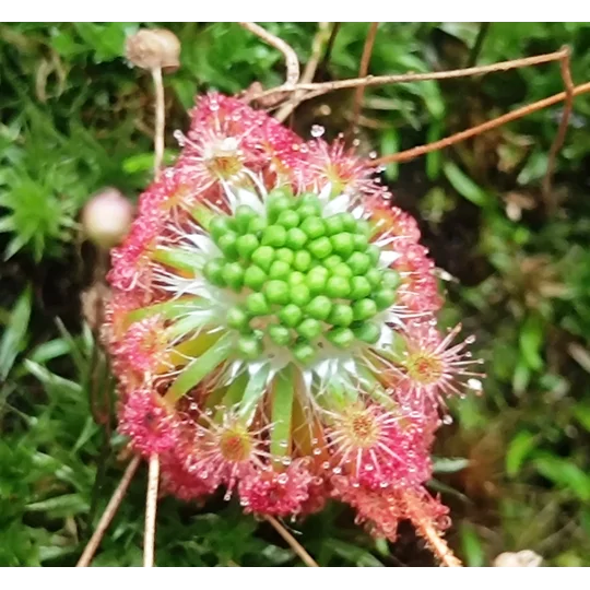 Drosera androsacea, 10+ gemmae