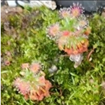 Drosera androsacea, 10+ gemmae