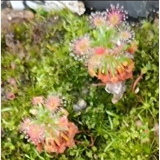 Drosera androsacea, 10+ gemmae