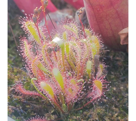 Drosera anglica Hotedrščica, Slovenia, 30 seeds