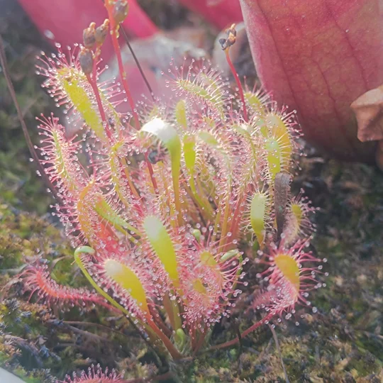 Drosera anglica Hotedrščica, Slovenia, 30 seeds