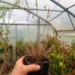 Drosera anglica x filiformis Jakob Kruk clone