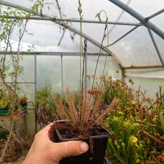 Drosera anglica x filiformis Jakob Kruk clone