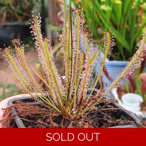 Drosera anglica x filif..