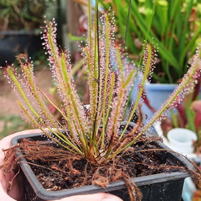 Drosera anglica x filiformis Jakob Kruk clone