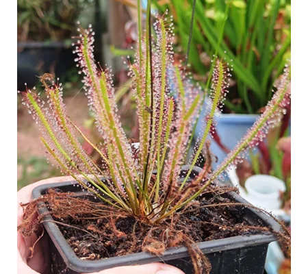 Drosera anglica x filiformis Jakob Kruk clone