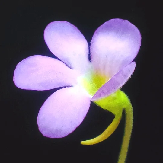 Pinguicula APHRODITE